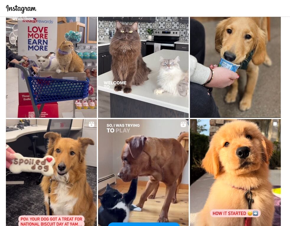 Data-Driven Pet Marketing Strategies: Boost Your Results 2 112