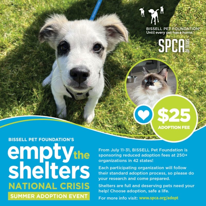 Data-Driven Pet Marketing Strategies: Boost Your Results 7 116